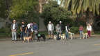 2020-01-11 Pup Social (Mess of Dogs)